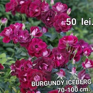 ae4d0cbbb71b42bbbe6d26e17753c6ee - TRANDAFIRI ALTOITI DISPONIBILI CU RADACINA NUDA LIVRAREA SE FACE DUPA 15 OCTOMBRIE