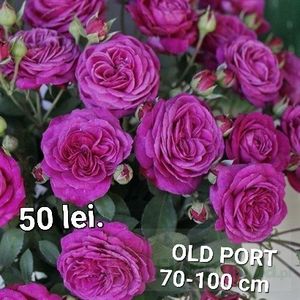47bd4667244349f1b09cf4964316b831-2 - TRANDAFIRI ALTOITI DISPONIBILI CU RADACINA NUDA LIVRAREA SE FACE DUPA 15 OCTOMBRIE