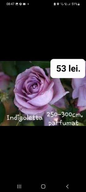 Screenshot_20220823-084731_Facebook - TRANDAFIRI ALTOITI DISPONIBILI CU RADACINA NUDA LIVRAREA SE FACE DUPA 15 OCTOMBRIE