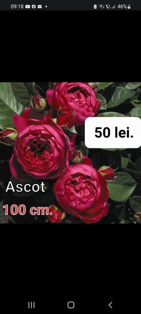 Screenshot_20220823-091805_Facebook - TRANDAFIRI ALTOITI DISPONIBILI CU RADACINA NUDA LIVRAREA SE FACE DUPA 15 OCTOMBRIE