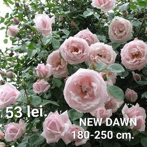 da92e5e124bd42528891e9ecf1044caf-1 - TRANDAFIRI ALTOITI DISPONIBILI CU RADACINA NUDA LIVRAREA SE FACE DUPA 15 OCTOMBRIE