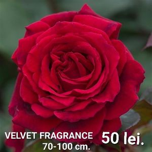 0f588e95b54f4c67a991fc953334a387 - TRANDAFIRI ALTOITI DISPONIBILI CU RADACINA NUDA LIVRAREA SE FACE DUPA 15 OCTOMBRIE