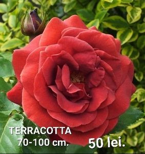 f682d1f6447c4a26a6f731bdd25e6048 - TRANDAFIRI ALTOITI DISPONIBILI CU RADACINA NUDA LIVRAREA SE FACE DUPA 15 OCTOMBRIE