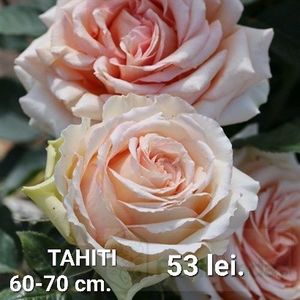 b86a693bfe814658875670b70d7939fb - TRANDAFIRI ALTOITI DISPONIBILI CU RADACINA NUDA LIVRAREA SE FACE DUPA 15 OCTOMBRIE