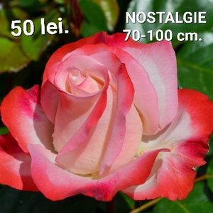 11cfde2f46b6451888696017f21580f4 - TRANDAFIRI ALTOITI DISPONIBILI CU RADACINA NUDA LIVRAREA SE FACE DUPA 15 OCTOMBRIE