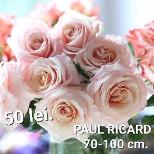 4a3d0b55cd91479aad320a688c16d452 - TRANDAFIRI ALTOITI DISPONIBILI CU RADACINA NUDA LIVRAREA SE FACE DUPA 15 OCTOMBRIE
