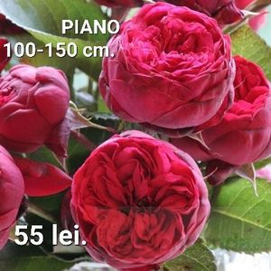 94ea9d0900a34ebeadbf7b86c7deeeb5-1 - TRANDAFIRI ALTOITI DISPONIBILI CU RADACINA NUDA LIVRAREA SE FACE DUPA 15 OCTOMBRIE