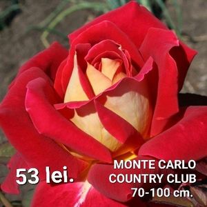 8494ce245b6b4082b2b6f8a197e8f51b - TRANDAFIRI ALTOITI DISPONIBILI CU RADACINA NUDA LIVRAREA SE FACE DUPA 15 OCTOMBRIE