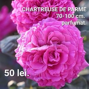a49d5ab8f8434a6f8a083bc66454f683 - TRANDAFIRI ALTOITI DISPONIBILI CU RADACINA NUDA LIVRAREA SE FACE DUPA 15 OCTOMBRIE