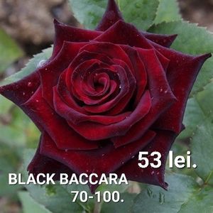 653e0986f1a14753b6115e6f440c0857 - TRANDAFIRI ALTOITI DISPONIBILI CU RADACINA NUDA LIVRAREA SE FACE DUPA 15 OCTOMBRIE