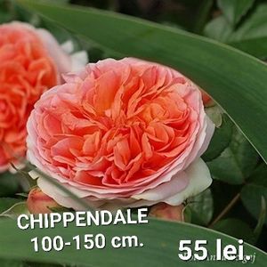 f50ca9b1e255465aaec566107df5035c-1 - TRANDAFIRI ALTOITI DISPONIBILI CU RADACINA NUDA LIVRAREA SE FACE DUPA 15 OCTOMBRIE