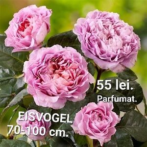 772e219d33b64e129dd0f346a6294d01 - TRANDAFIRI ALTOITI DISPONIBILI CU RADACINA NUDA LIVRAREA SE FACE DUPA 15 OCTOMBRIE