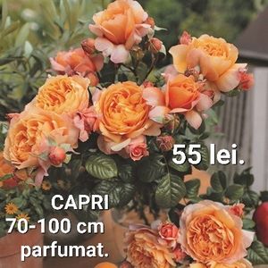 feacfe627d9f4f429f2c094bd23f0d55 - TRANDAFIRI ALTOITI DISPONIBILI CU RADACINA NUDA LIVRAREA SE FACE DUPA 15 OCTOMBRIE