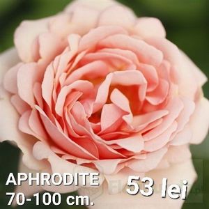 61e47a52bbe54c0893a5a0ea438854c6 - TRANDAFIRI ALTOITI DISPONIBILI CU RADACINA NUDA LIVRAREA SE FACE DUPA 15 OCTOMBRIE