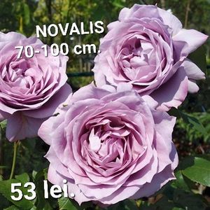 09af410c114345f0948e3dc7fa31791f - TRANDAFIRI ALTOITI DISPONIBILI CU RADACINA NUDA LIVRAREA SE FACE DUPA 15 OCTOMBRIE