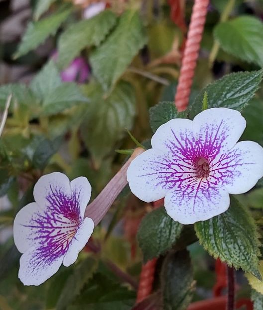  - Ambroise Verschaffelt