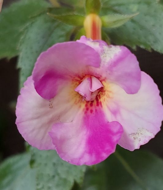 MESSANGE BLANCHE - AAA RIZOMI ACHIMENES DISPONIBILI -2023