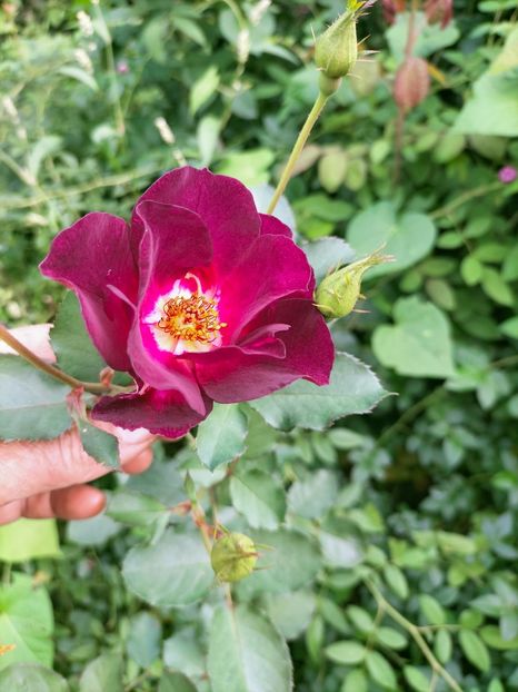 IMG20220921140428 - Septembrie 2022 vol 2