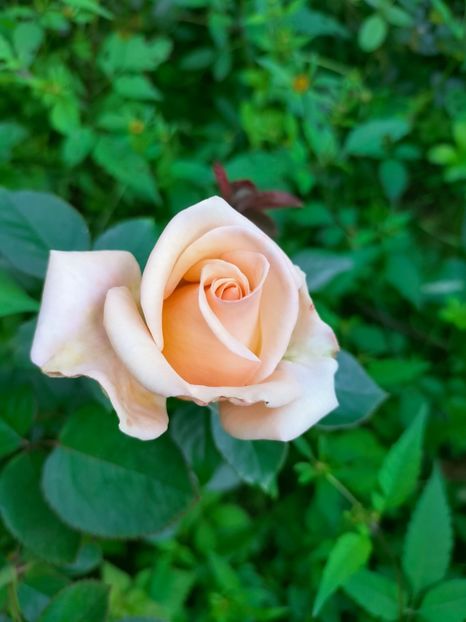 IMG20220921140422 - Septembrie 2022 vol 2