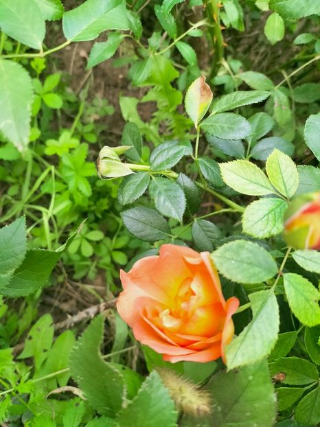 IMG20220921140138 - Septembrie 2022 vol 2