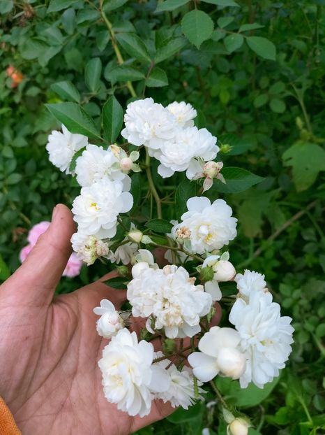 IMG20220921140108 - Septembrie 2022 vol 2