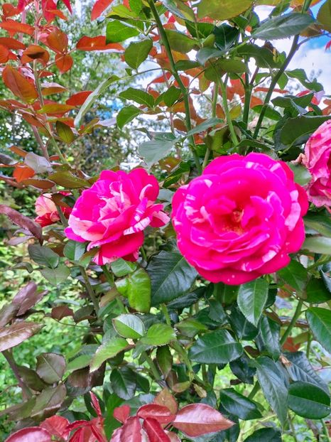 IMG20220921135929 - Septembrie 2022 vol 2