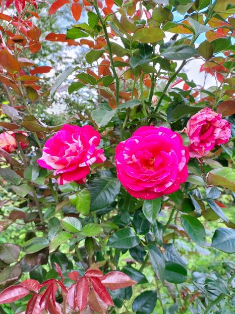 IMG20220921135924 - Septembrie 2022 vol 2