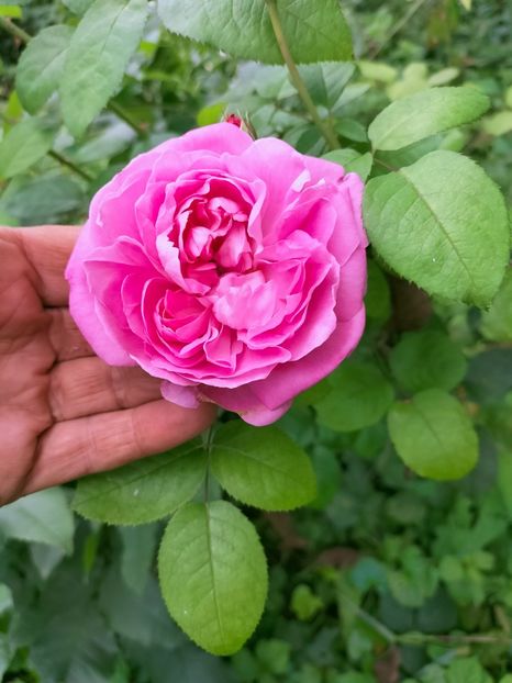 IMG20220921135717 - Septembrie 2022 vol 2