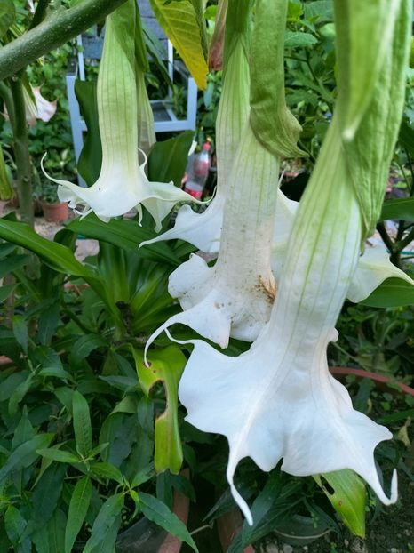 IMG20220918183736 - Septembrie 2022 vol 2