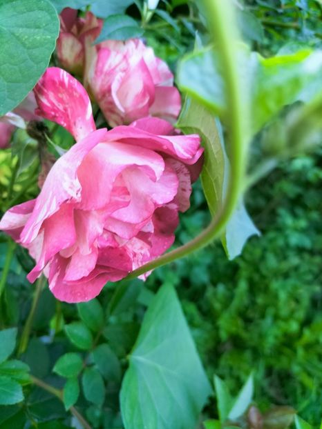 IMG20220918183408 - Septembrie 2022 vol 2