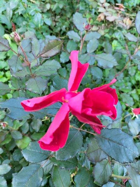 IMG20220918183404 - Septembrie 2022 vol 2