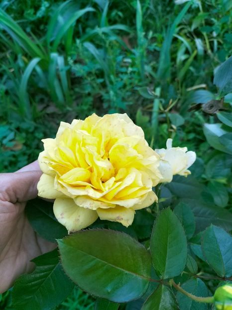 IMG20220918183330 - Septembrie 2022 vol 2