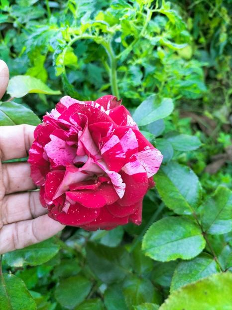 IMG20220918183259 - Septembrie 2022 vol 2