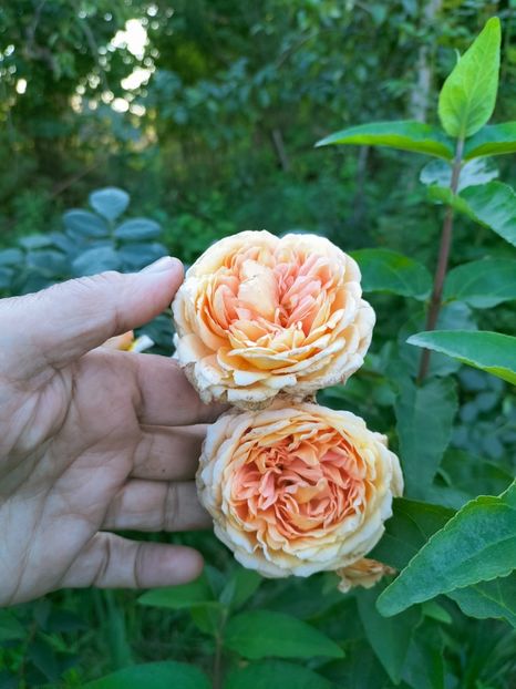 IMG20220918182844 - Septembrie 2022 vol 2