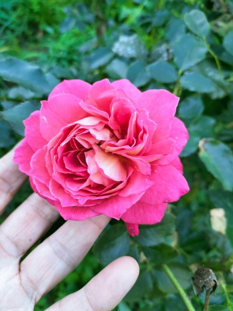 IMG20220918182834 - Septembrie 2022 vol 2