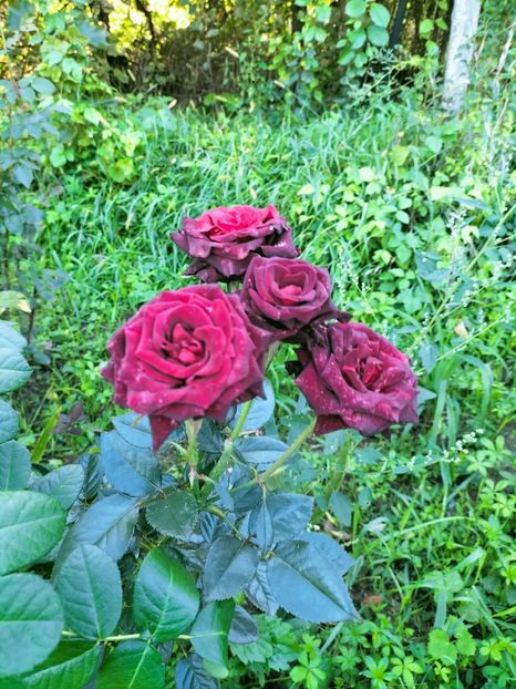 IMG20220918182805 - Septembrie 2022 vol 2