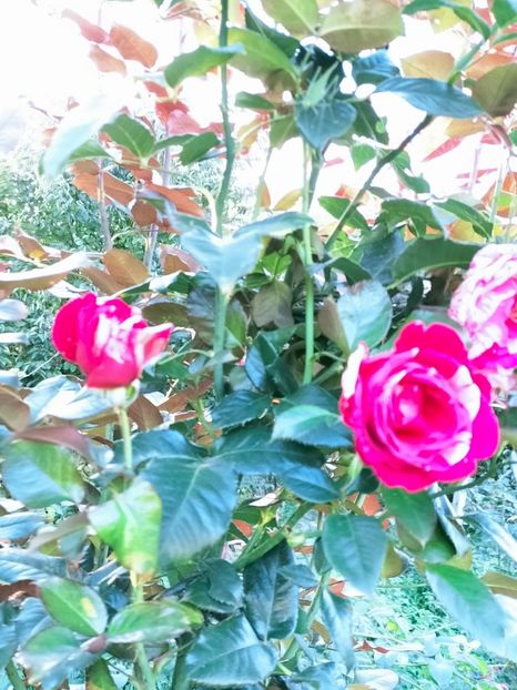 IMG20220918182723 - Septembrie 2022 vol 2