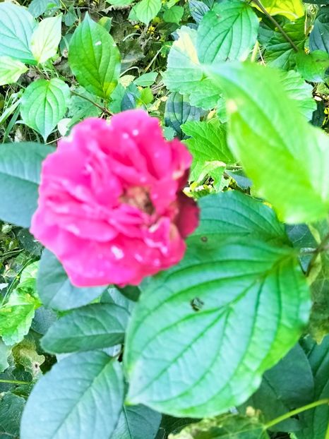 IMG20220918182701 - Septembrie 2022 vol 2