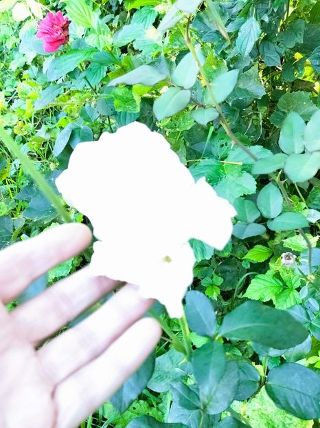 IMG20220918182655 - Septembrie 2022 vol 2