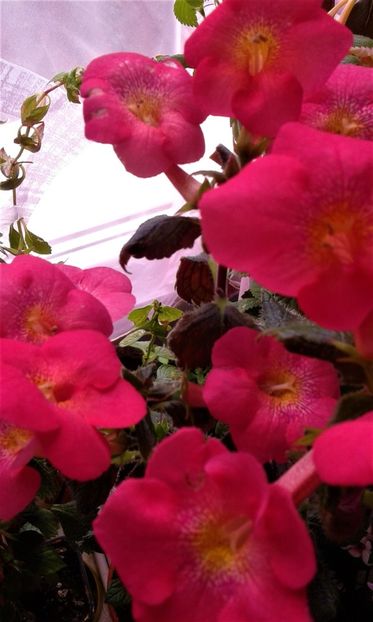  - Frumosi mei achi astazi