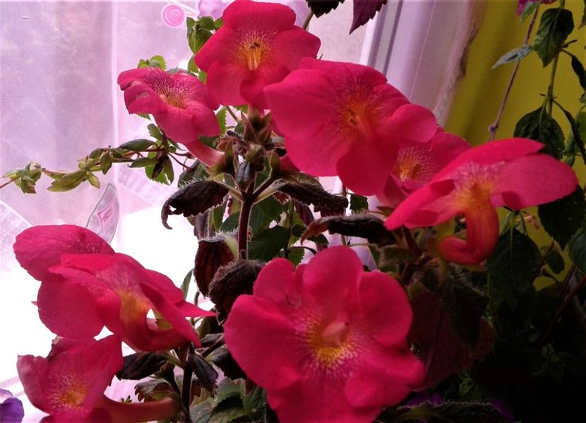  - Frumosi mei achi astazi