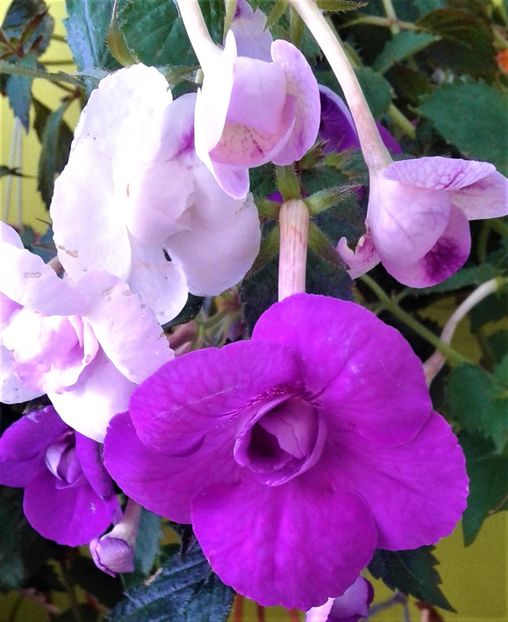  - Frumosi mei achi astazi