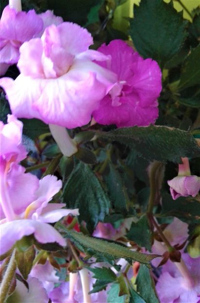  - Frumosi mei achi astazi