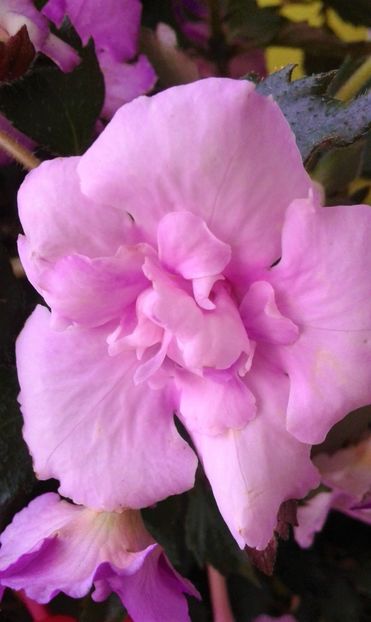  - Frumosi mei achi astazi