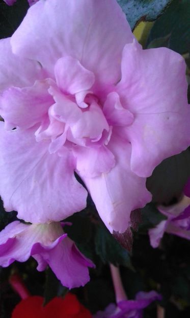  - Frumosi mei achi astazi