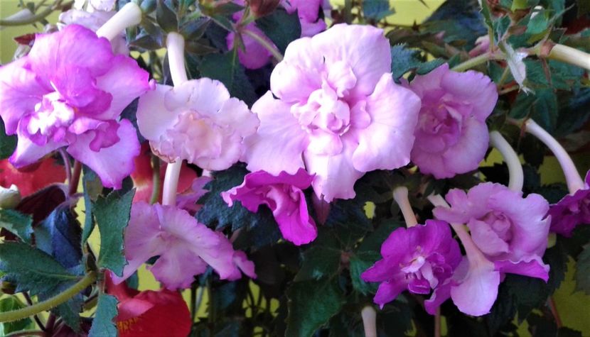  - Frumosi mei achi astazi