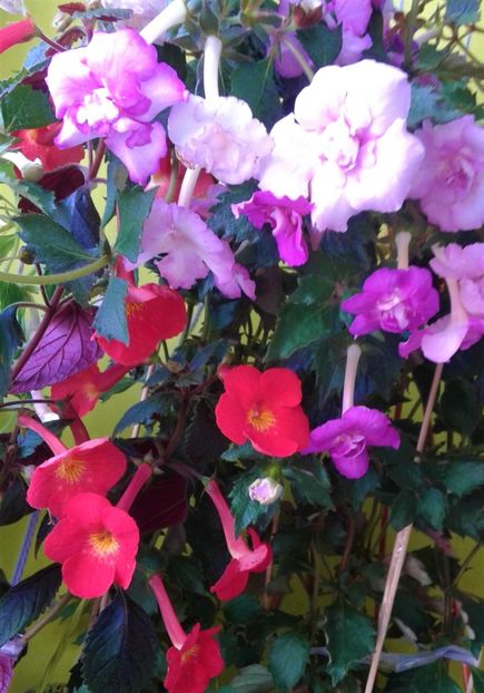  - Frumosi mei achi astazi