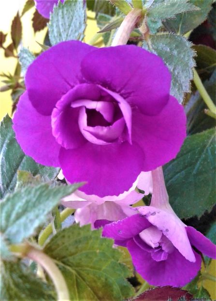  - Frumosi mei achi astazi