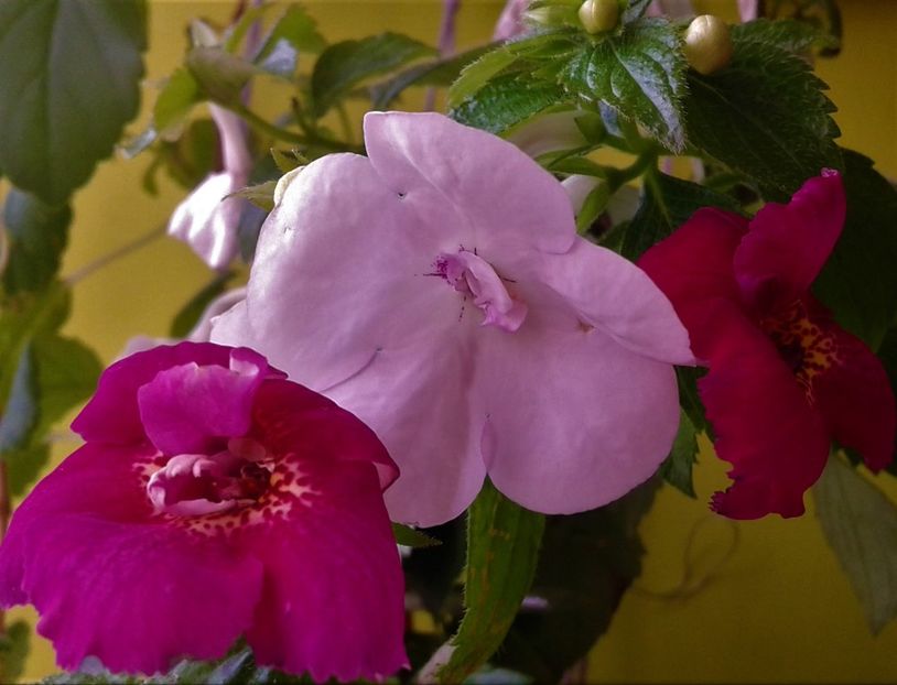  - Frumosi mei achi astazi