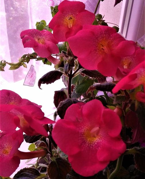  - Frumosi mei achi astazi